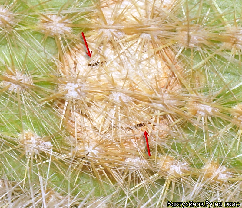 Стрелками показаны сквозные трещины в пятне сухой гнили на кактусе.