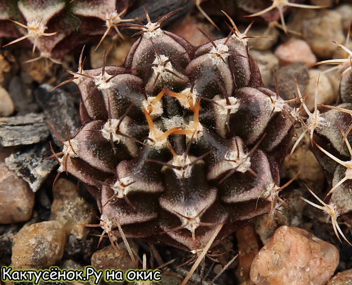 Гимнокалициум  Фридриха  (friedrichii  cv.Rosa Plaid). Купить кактус.
