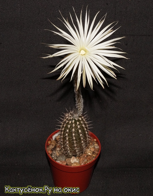 Сетиэхинопсис мирабилис (Setiechinopsis mirabilis ) 2,5 года. Купить цветущий кактус.