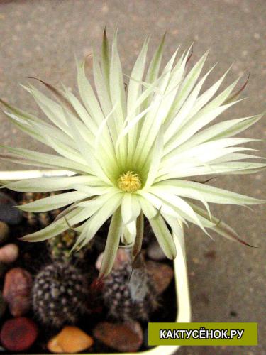 Сетиэхинопсис мирабилис   (Setiechinopsis mirabilis) Цветок . Купить кактус.