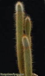 Клейстокактус тупизенсис (Cleistocactus tupizensis)