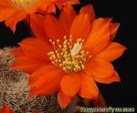 Айлостера хелиоза кахасензис (heliosa var. cajasensis), цветок