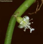 Рипсалисе барчела (Rhipsalis burchellii)