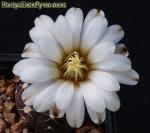 Гимнокалициум рагонези  (ragonesii), цветок