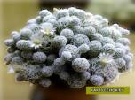 Маммиллярия  изящная (Mammillaria gracilis)