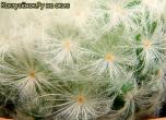 Колючки маммилярии Плюмозы (plumosa)