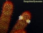 Маммиллярия  удлиненная,, вариация с рыж. кол. (Mammillaria elongata)