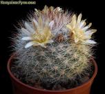 Маммилярия лента     Торреон (Mammillaria lenta Torreon)