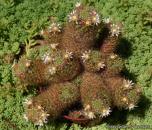 Маммилярия вильди, кустовая форма (Mammillaria wilda)