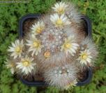 Маммилярия лента    Торреон (Mammillaria lenta Torreon)