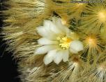 Маммилярия кармен (Mammillaria carmenae Tamaulipa)