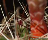 Хаматокактус сетиспинус  капля нектара Hamatocactus setispinus