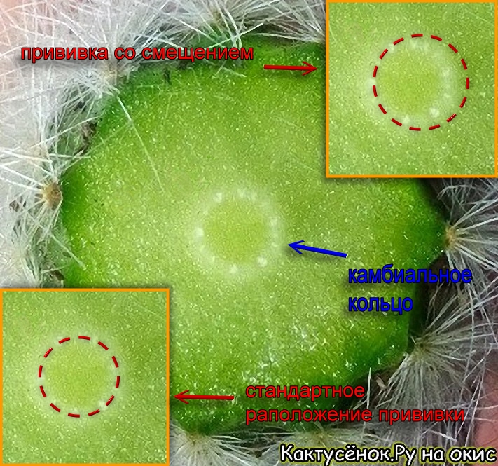Схематическое наложение  и совмещение камбия кактуса при прививке. Прививка кактуса.