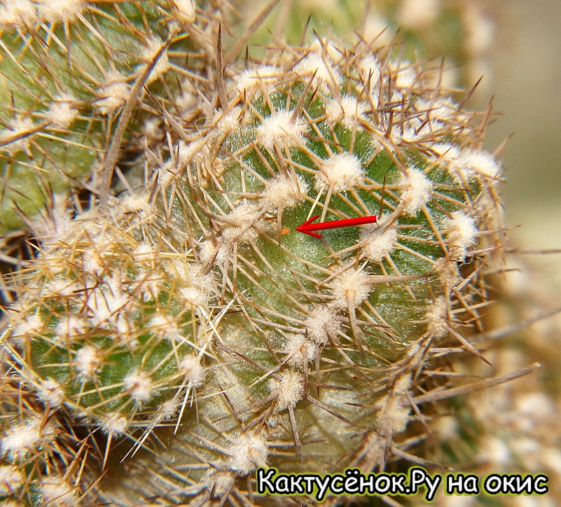 Красный паутинный клещ на кактусе, общий вид