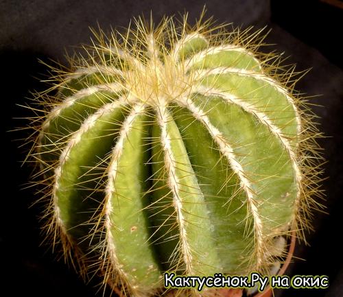 Эриокактус  (Eriocactus magnificus), с признаками нехватки влаги в период вегетации