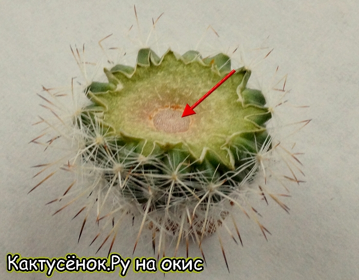 Фото 3 Неправильно заточенный черенок кактуса. В процессе высыхания камбиальное кольцо втянулось внутрь.