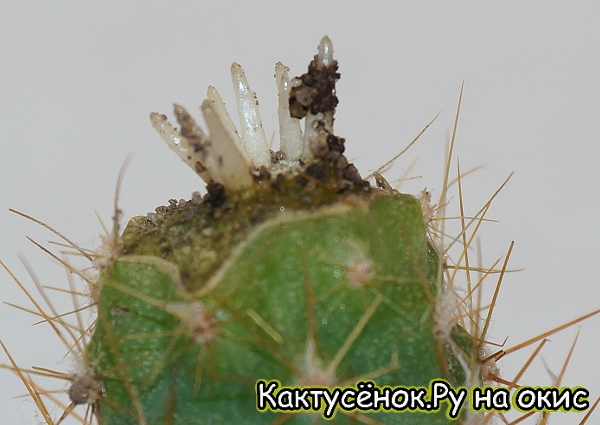 Черенок кактуса выпустивший из камбиального кольца адвентивные  корни