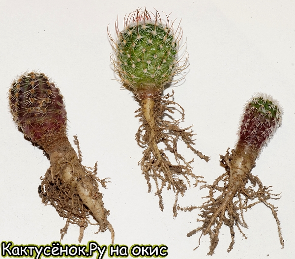 Пример кактусов нуждающихся в посадке в глубокие горшки.Медиолобивия, стенокактус, фрайлея.