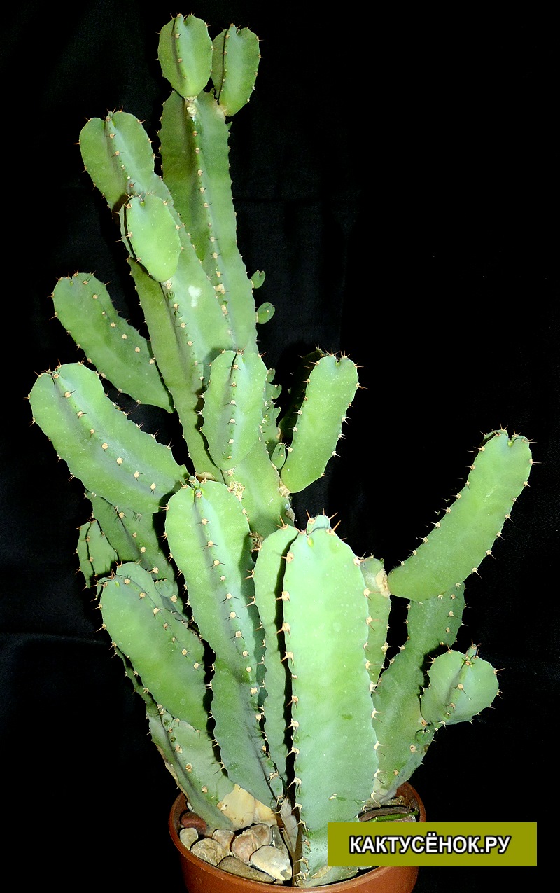 Молочай , эуфорбия смолоносная (Euphorbia resinifera)